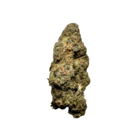 kamikaze strain