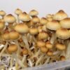 African transkei shrooms