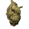 24K Strain