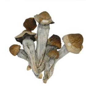 Penis envy shrooms