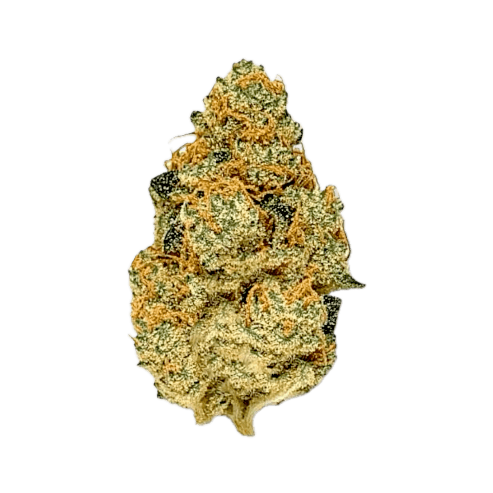 Stardawg Stardawg