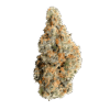 Mimosa
