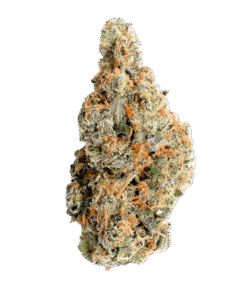 Mimosa