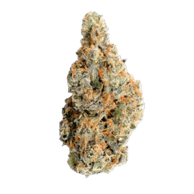 Mimosa
