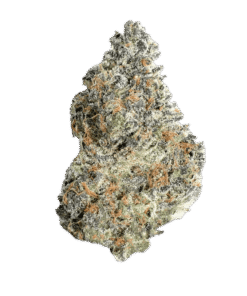 Northern Lights